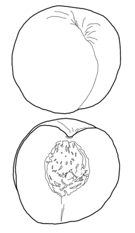 Cut Nectarine Coloring Page